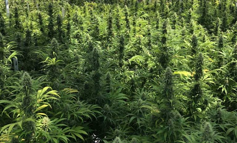Cannabis greenhouse with good lighting