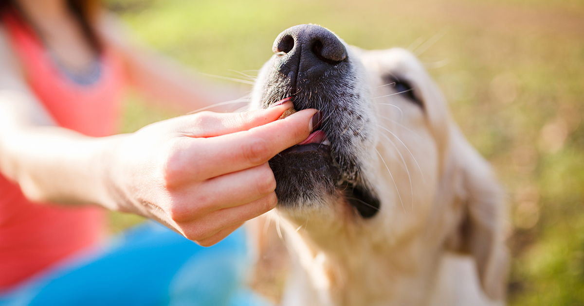What You Need To Know Before Using CBD Calming Chews for Dogs