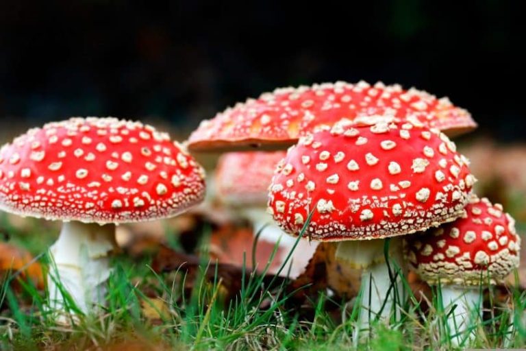 Availability of Amanita Muscaria Gummies in Different Regions