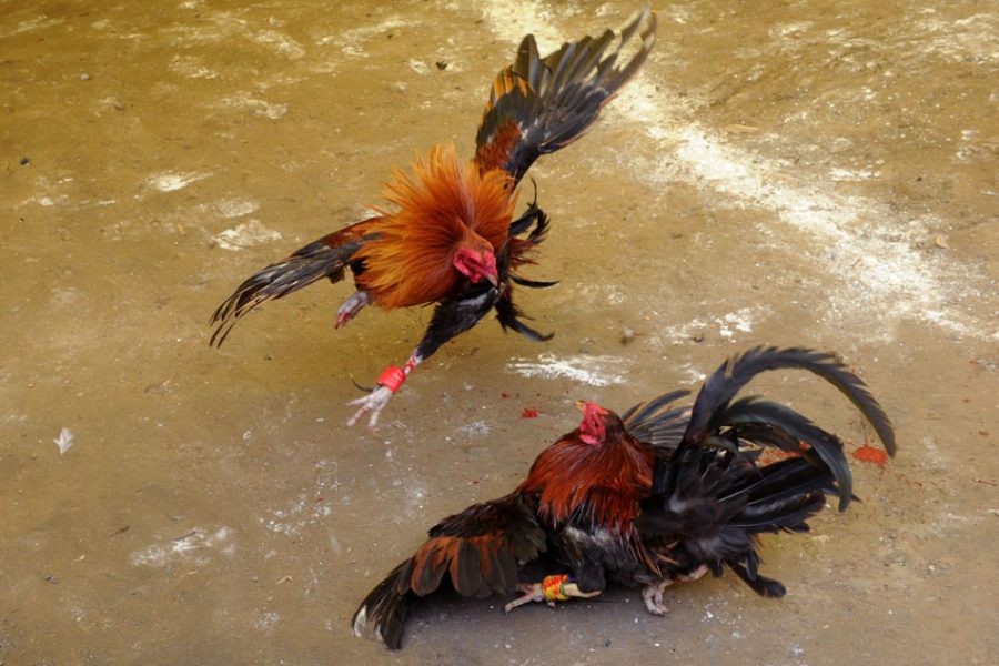 Exploring the Dichotomy: Online Cockfighting vs. Traditional Cockfighting