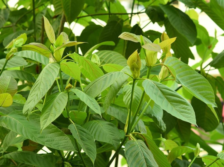 Kratom for Energy: Your Guide to Natural Vitality and Alertness