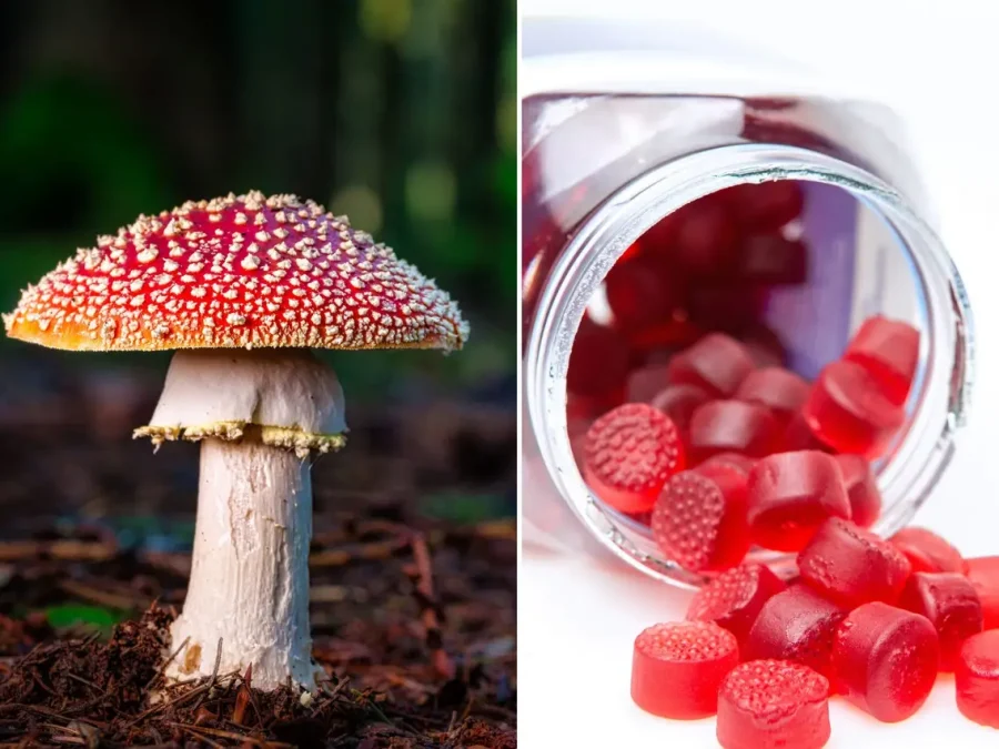 Everything You Need to Know Before Trying Amanita Muscaria Gummies