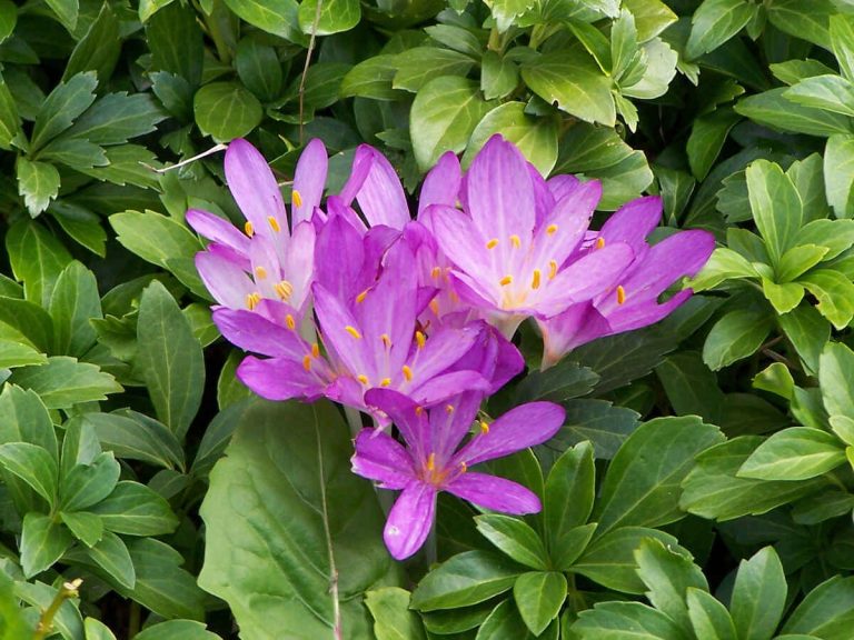 Paws and Petals: A Cat Lover's Guide to Poisonous Flowers