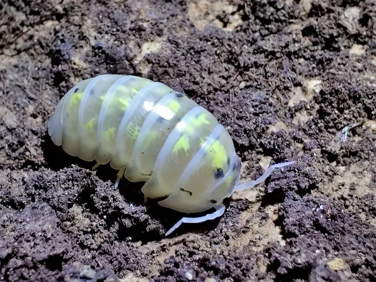 Pet isopods' Fabulous Flares and Fiery Spots: Fueling Your Feeding Dreams