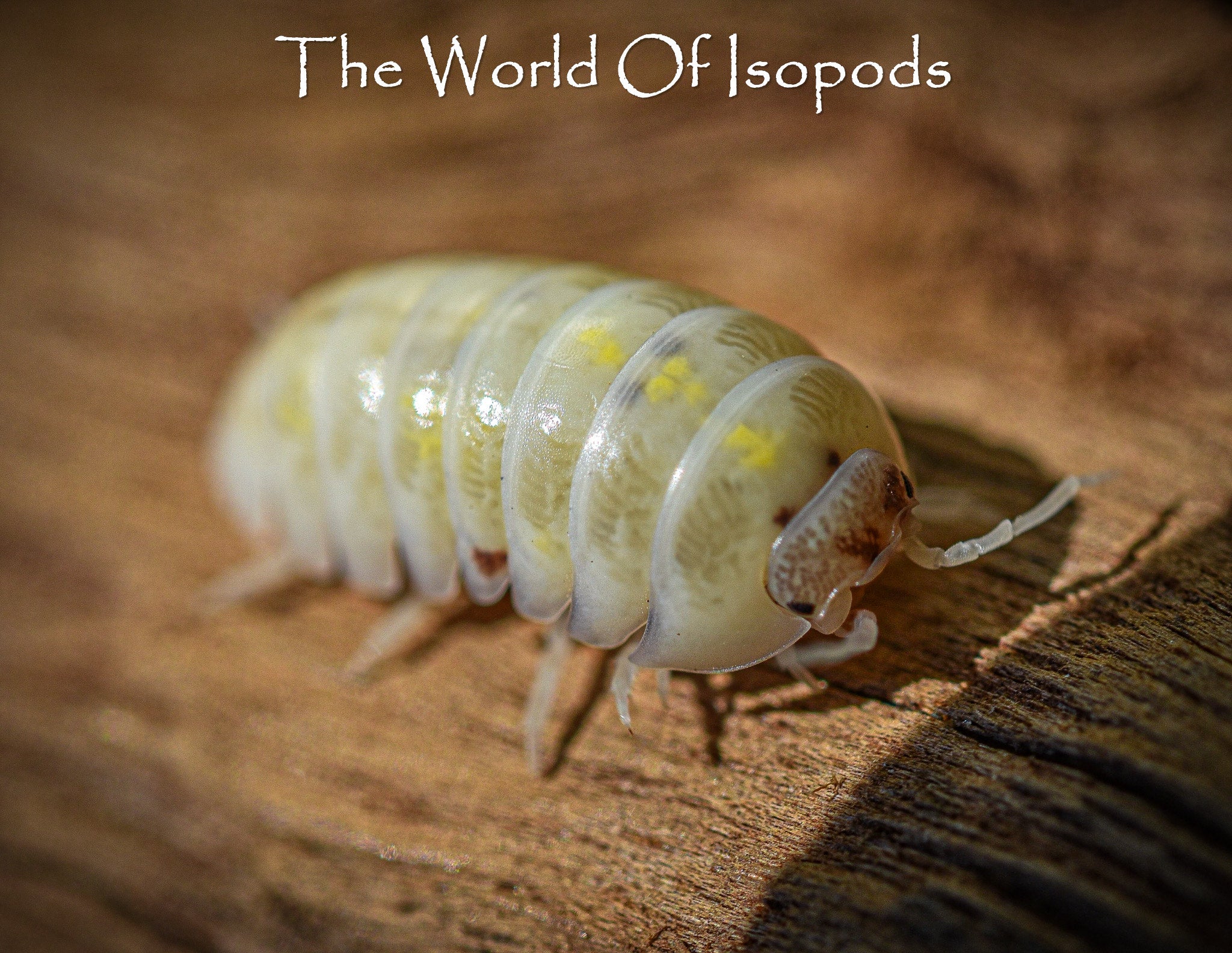 magic potion isopods

