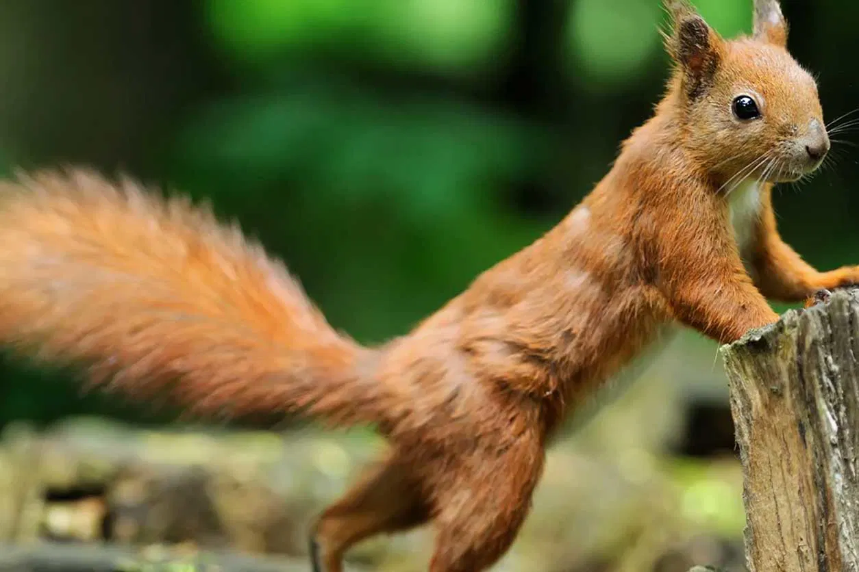 free wildlife removal services